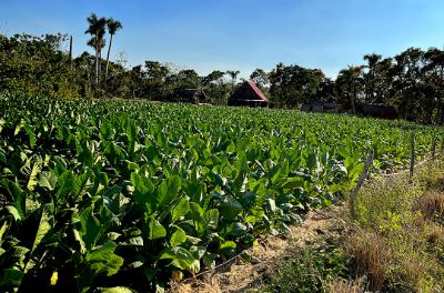 Capanna caratteristica con campo di tabacco a Discover VIÑALES