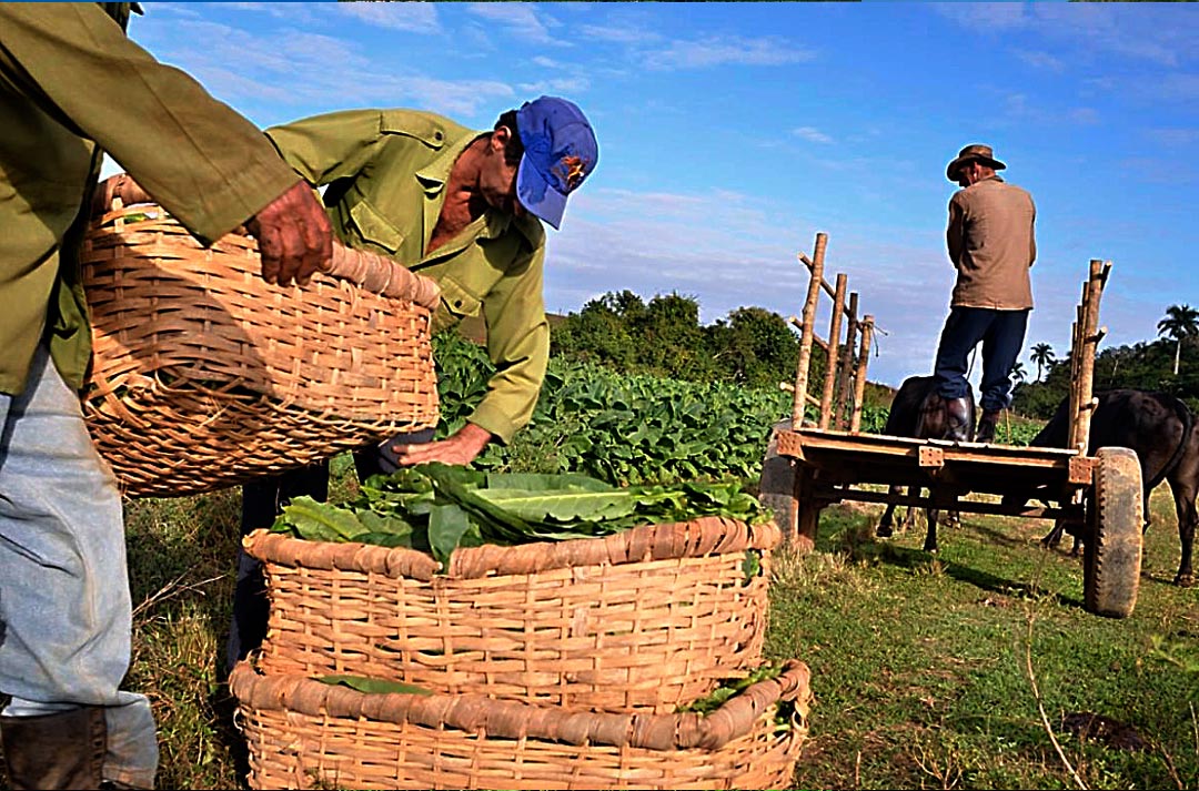 Discover VIÑALES il momento della raccolta delle foglie di tabacco cubano